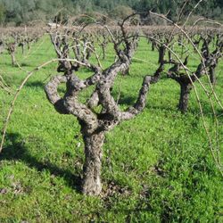 Zinfandel @ Ridge Vineyards in Sonoma
