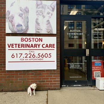Boston Veterinary Care - Dr Smallz is a little scared to go to any Vet... Even though his vet here is so gentle and kind! - Veterinarians Near Me - Boston, Massachusetts Boston Veterinary Care - Dr Smallz is a little scared to go to any Vet... Even though his vet here is so gentle and kind! - Veterinarians Near Me - Boston, Massachusetts