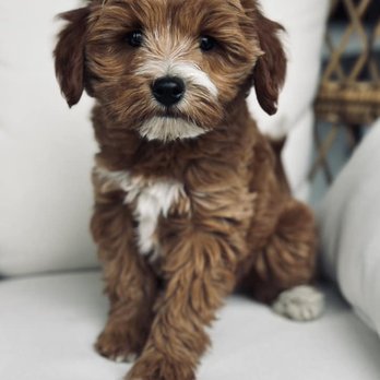 Charley's Goldendoodles - Pet Breeders Near Me Charley's Goldendoodles - Pet Breeders Near Me