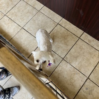 Pawfect Express Pet Spa - Pet Groomers Near Me - Montebello, California