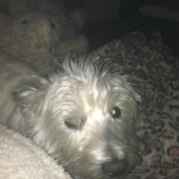 MURPHYBELLA HIDING UNDER HER BLANKETS ON A MONDAY MORNING (DIVA!)
