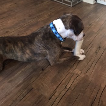 Dogs All Day - Pet Sitting Near Me - Charlotte, North Carolina Dogs All Day - Pet Sitting Near Me - Charlotte, North Carolina