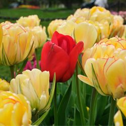 Tulip Festival - Tulip fest 2026