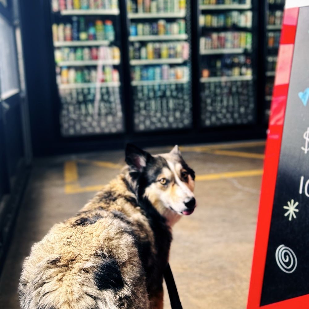 Ants Beer Cave - My dog wants to get a closer look at beer selection - Beer Bar Near Me - Austin, Texas