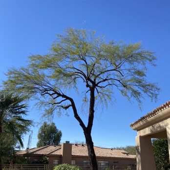 Tree Trimming - Nicely thinned out mesquite tree - Tree Services Near Me - Tempe, Arizona