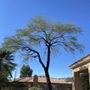 Photo of Tree Trimming