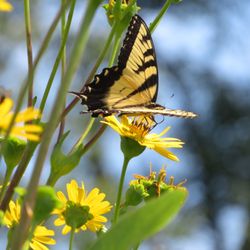 Ice Age Trail - Table Bluff Segment - Swallowtail butterfly