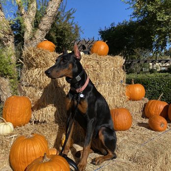 Off Leash K9 Training  - Pet Training Near Me - Murrieta, California