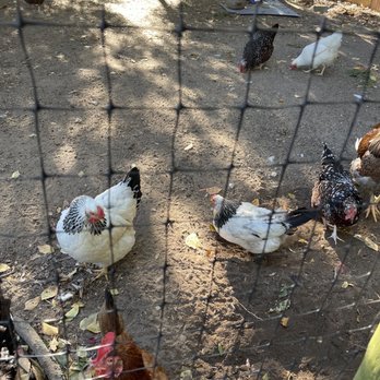 The Old Field - chickens in a fenced in area - Venues & Event Spaces Near Me - Southold, New York