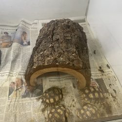Tony's Pet Food & Supply - Tortoise