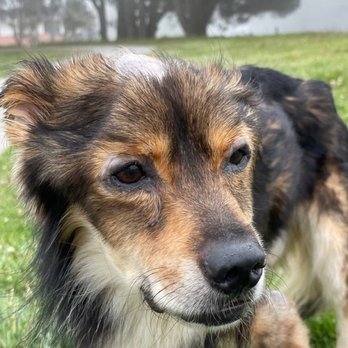 Veterinary Skin & Ear - Developed balding and weight loss - Veterinarians Near Me - Los Angeles, California Veterinary Skin & Ear - Developed balding and weight loss - Veterinarians Near Me - Los Angeles, California