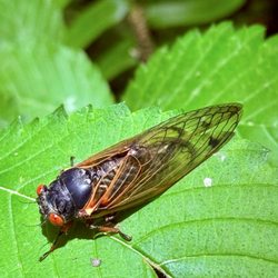 East Fork State Park - Cicadas were out and about during g our hike