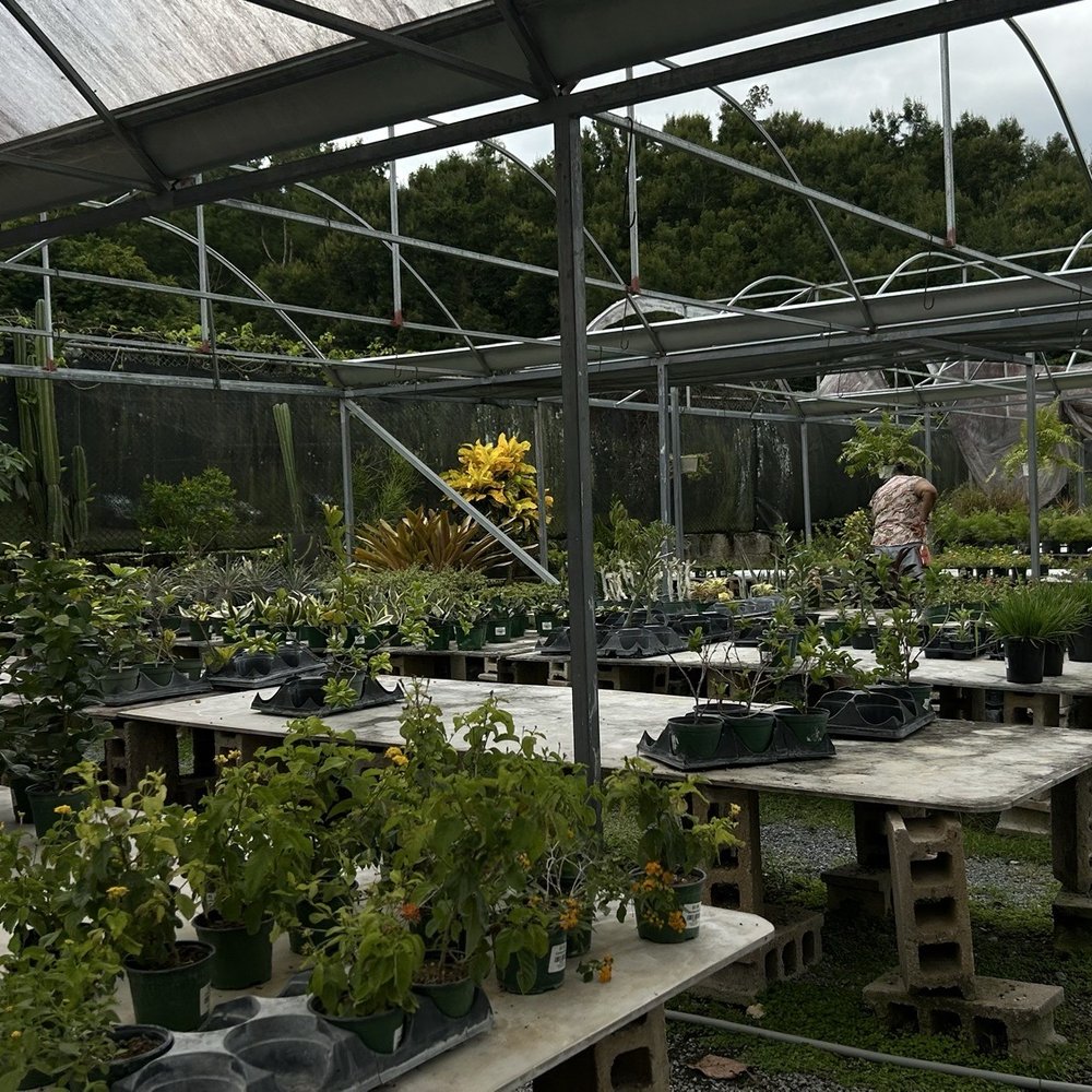 Jardines Eneida - Nurseries & Gardening Near Me - Cabo Rojo, Puerto Rico