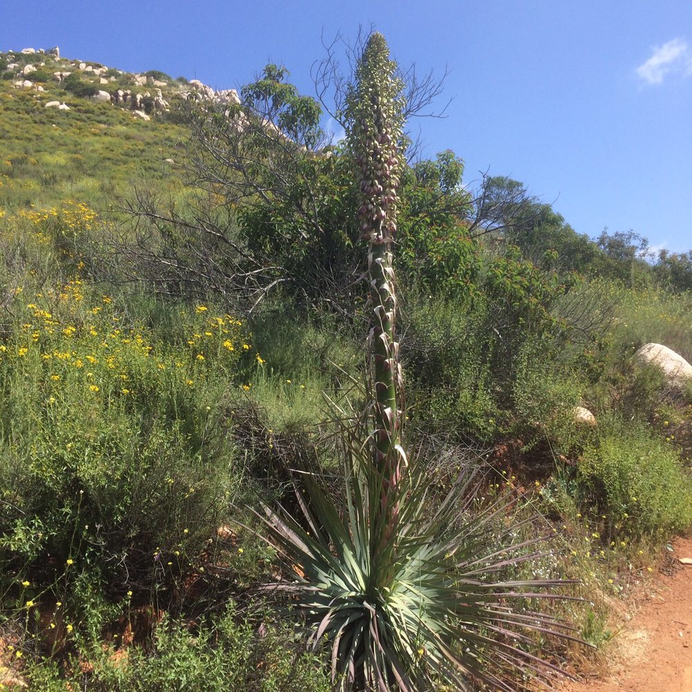 Hollenbeck Canyon Wildlife Area - Hiking Near Me - Jamul, California