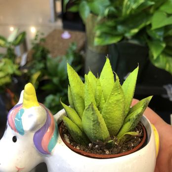 H-E-B - Small Succulent plant - Grocery Near Me - Cypress, Texas
