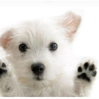 Shake A Paw Pet Grooming - Pet Groomers Near Me - Penticton, British Columbia Shake A Paw Pet Grooming - Pet Groomers Near Me - Penticton, British Columbia