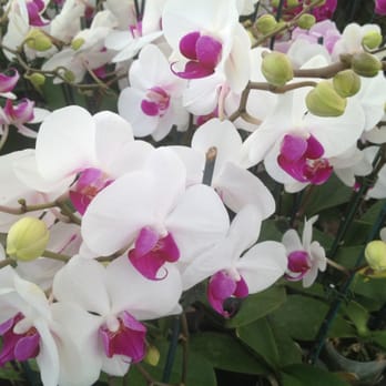 South Pacific Orchids - Nurseries & Gardening Near Me - Gilroy, California South Pacific Orchids - Nurseries & Gardening Near Me - Gilroy, California
