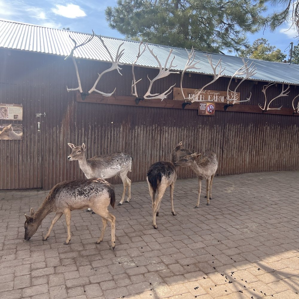 Grand Canyon Deer Farm - Zoos Near Me - Williams, Arizona Grand Canyon Deer Farm - Zoos Near Me - Williams, Arizona