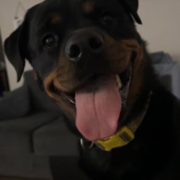 Doggy Doggy