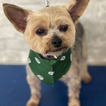 Gracies Mobile Grooming - Pet Groomers Near Me