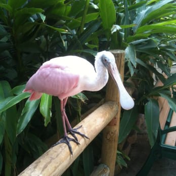 The Texas Zoo - Spoonbill - Zoos Near Me - Victoria, Texas The Texas Zoo - Spoonbill - Zoos Near Me - Victoria, Texas