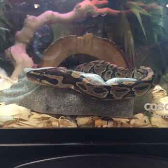 PetSmart - Hey ball python - Pet Training Near Me - Chicopee, Massachusetts