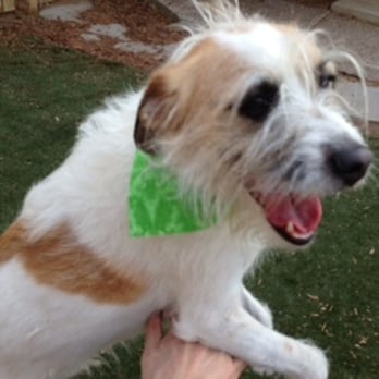 Beck'n Call Pet Services - In Home Pet Sitting - Pet Sitting Near Me - Albuquerque, New Mexico