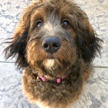 Wag Works - Luci's family set themselves and Luci up for success with the Wag Works Puppy Primer Pack!! - Pet Training Near Me Wag Works - Luci's family set themselves and Luci up for success with the Wag Works Puppy Primer Pack!! - Pet Training Near Me