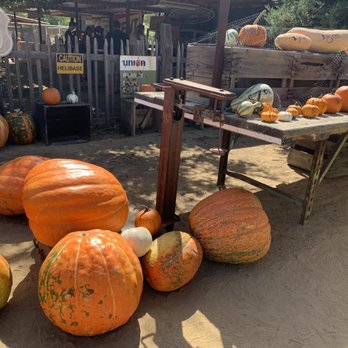 Peltzer Pumpkin Farm - Pumpkins in the front - Pumpkin Patches Near Me - Temecula, California