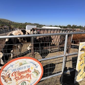 Tanaka Farms - Cow - CSA Near Me - Irvine, California Tanaka Farms - Cow - CSA Near Me - Irvine, California