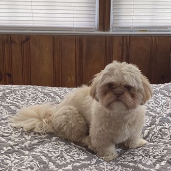 Puppy Boutique - Meet Rocky - Pet Stores Near Me - Brooklyn, New York Puppy Boutique - Meet Rocky - Pet Stores Near Me - Brooklyn, New York