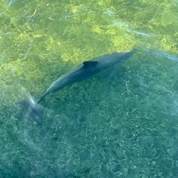 Dolphin Watch by Honest Eco - Dolphins swimming along side the boat for miles
