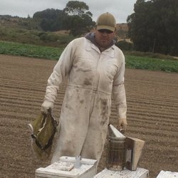 Humble Bee Removal - Live bee removal and relocation as well as wasp baiting and trapping hive depletion and wasp eradication