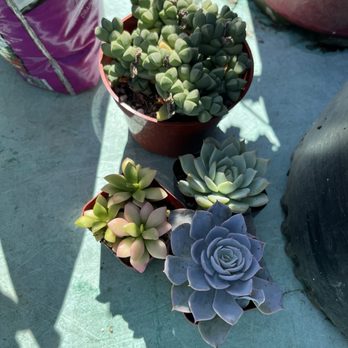 Green Thumb Nursery - Nurseries & Gardening Near Me - San Marcos, California