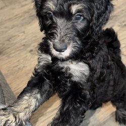 Beautiful Golden Doodles - puppy playtime puppy dates ready to be loved and cuddled!