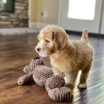 California Goldendoodle - Mocha - Pet Breeders Near Me California Goldendoodle - Mocha - Pet Breeders Near Me