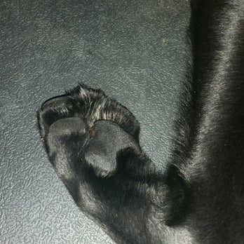 Canyon Pet Lodge - This is a picture of one of his front paws showing the pad is cracked and he is missing part of it - Pet Boarding Near Me - Puyallup, Washington Canyon Pet Lodge - This is a picture of one of his front paws showing the pad is cracked and he is missing part of it - Pet Boarding Near Me - Puyallup, Washington