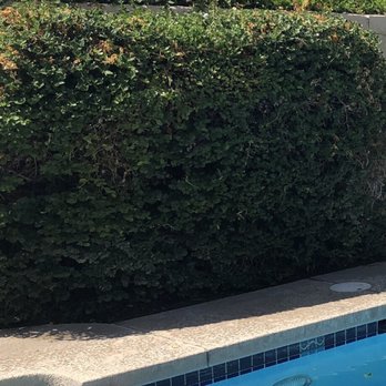 Montez Landscaping - Manicured pool area garden - Landscaping Near Me Montez Landscaping - Manicured pool area garden - Landscaping Near Me