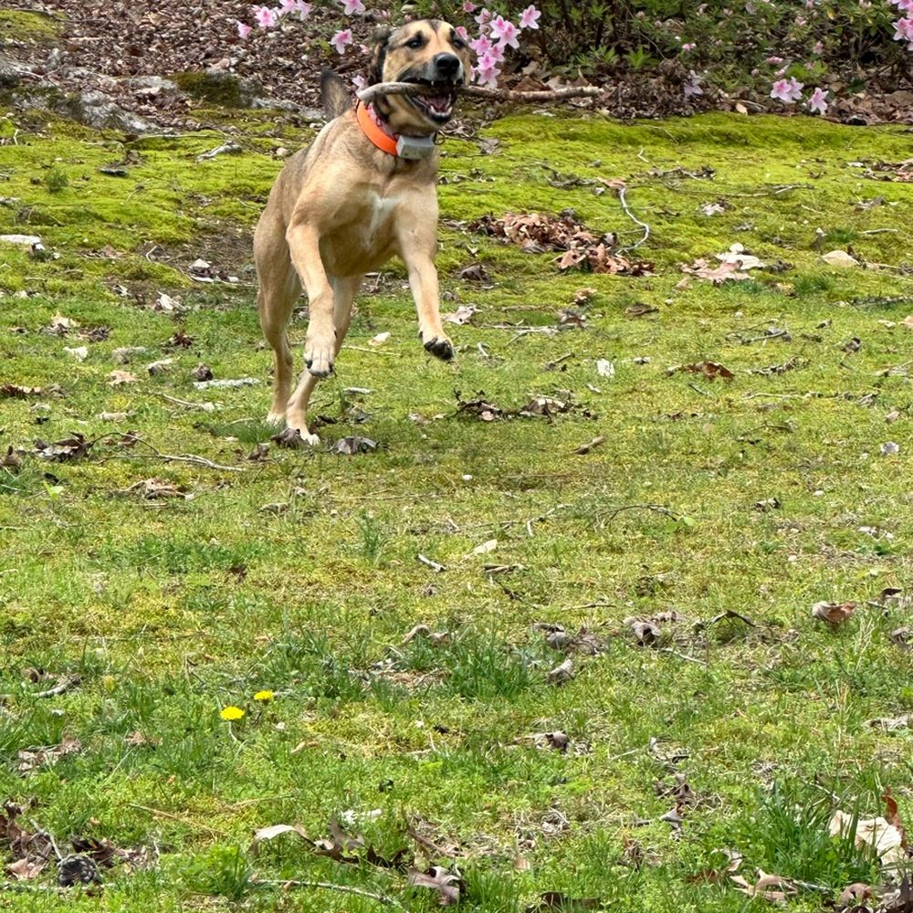 All Critters Petcare - Pet Sitting Near Me - Raleigh, North Carolina