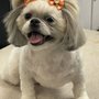 Photo of Grooming by Darcy