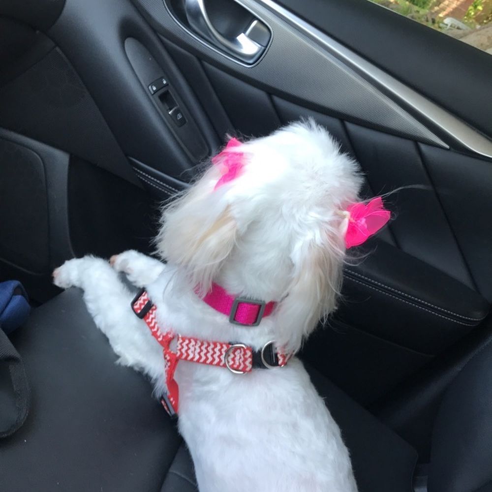 We Groom Pets - Maltipoo - Pet Groomers Near Me - Downey, California We Groom Pets - Maltipoo - Pet Groomers Near Me - Downey, California