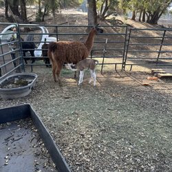 Wildlife Cafe