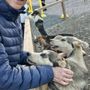 Dog Gone It!
