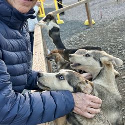 Dog Gone It! - Older pups