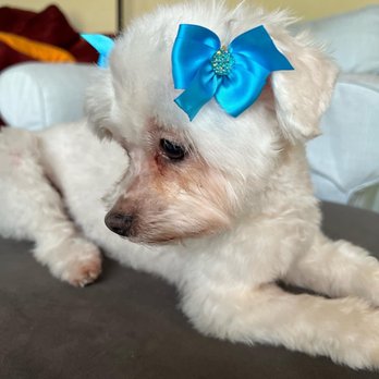 Barking Lot Pet Styling - Pet Groomers Near Me - Stockton, California Barking Lot Pet Styling - Pet Groomers Near Me - Stockton, California