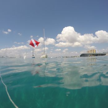 Live Free Diving - Diving at Blue Heron Bridge! - Free Diving Near Me Live Free Diving - Diving at Blue Heron Bridge! - Free Diving Near Me