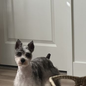 Paws On Central - Pet Groomers Near Me - Phoenix, Arizona Paws On Central - Pet Groomers Near Me - Phoenix, Arizona