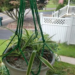 Inga Darling's Plants and More - Spider Plant