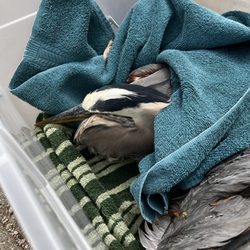 Wildlife In Need Center