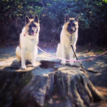 Sit Means Sit - Ponyo and Yoshi practicing place at Green Lake! - Pet Training Near Me - Woodinville, Washington Sit Means Sit - Ponyo and Yoshi practicing place at Green Lake! - Pet Training Near Me - Woodinville, Washington